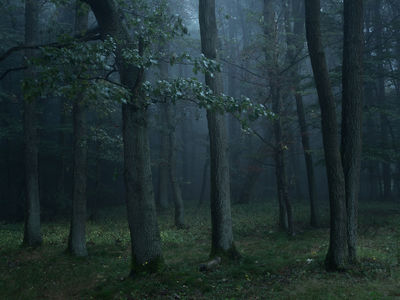 Early morning / Landscapes  Fotografie von Fotograf Felix Wesch ★7 | STRKNG