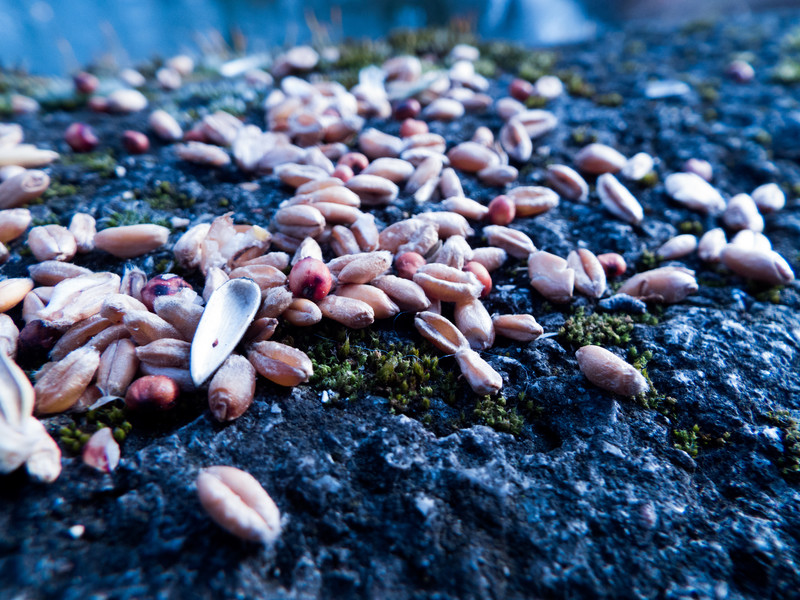 The Seeds. - &copy; Wolfskult | Nature