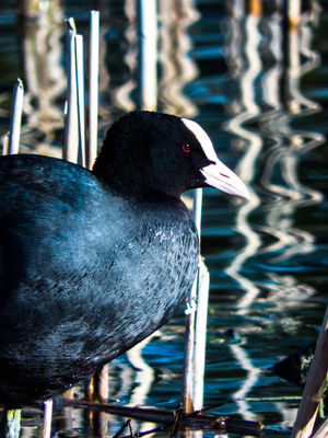 Chilling Water. / Animals  photography by Photographer Wolfskult | STRKNG