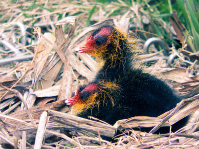 Awakened. / Wildlife  Fotografie von Fotografin Wolfskult | STRKNG