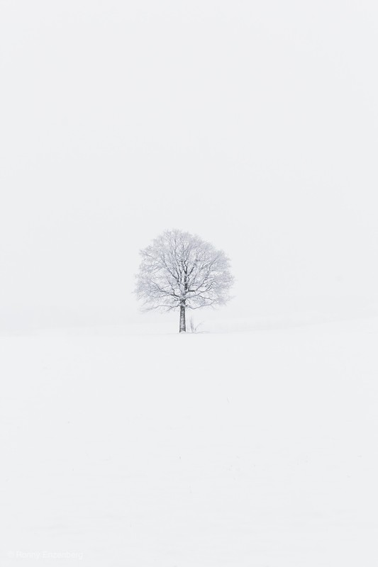 solitary tree - &copy; Ronny Enzenberg | Black and White