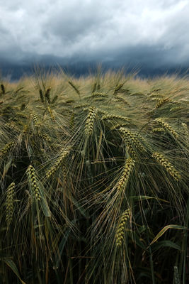 Armageddon / Natur  Fotografie von Fotograf Jens Steidtner ★1 | STRKNG