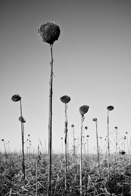 Sunflowers / Nature  photography by Photographer Jens Steidtner ★1 | STRKNG