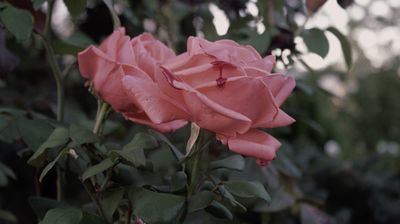 roses are red / Natur  Fotografie von Fotograf 6uy | STRKNG