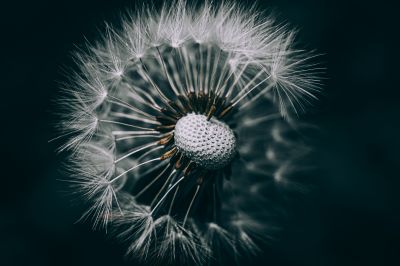 Dandelion / Macro  photography by Photographer Sven Hallmann | STRKNG