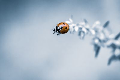 little ladybug / Makro  Fotografie von Fotograf Sven Hallmann | STRKNG