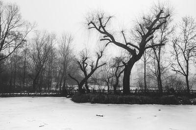 Trees / Natur  Fotografie von Fotograf Markus K | STRKNG