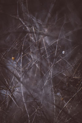 Flurry 2 / Nature  photography by Photographer Markus K | STRKNG