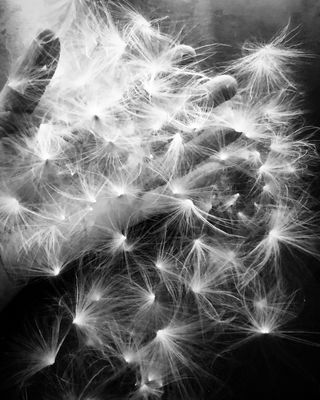 Handful of Wishes / Still-Leben  Fotografie von Fotografin Kim Soles | STRKNG