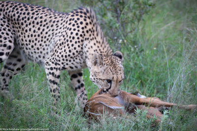 Cheetah kill / Tiere  Fotografie von Fotograf groovyeditor | STRKNG