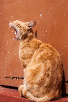red cat / Everyday  Fotografie von Fotograf Stefan Jaeger ★1 | STRKNG
