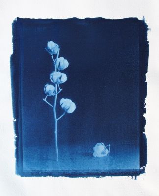 Cotton (Cyanotype) / Alternative Techniken  Fotografie von Fotograf Ewald Vorberg ★3 | STRKNG