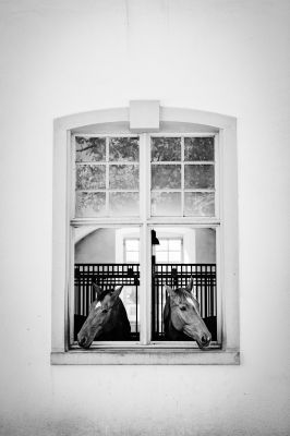 left and right / Tiere  Fotografie von Fotograf fotoforti ★2 | STRKNG