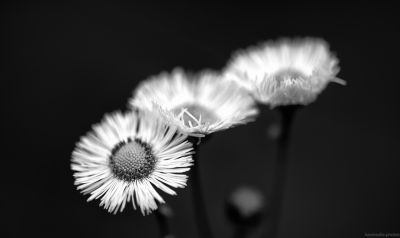 three / Fine Art  Fotografie von Fotograf Kevin Solie | STRKNG