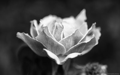 love burst / Schwarz-weiss  Fotografie von Fotograf Kevin Solie | STRKNG