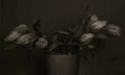 Metal tulips / Fine Art  Fotografie von Fotograf GM Sacco ★4 | STRKNG