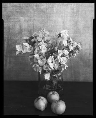 Bouganvillae and quincies / Schwarz-weiss  Fotografie von Fotograf GM Sacco ★4 | STRKNG