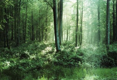 holy nature / heilige Natur / Landscapes  Fotografie von Fotograf Manuel Alt ★3 | STRKNG