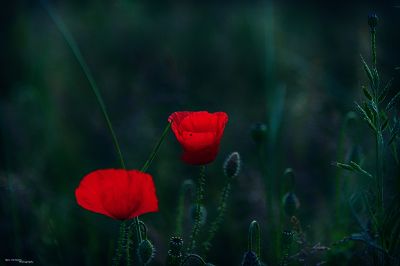 Mohnblumen am Wegesrand / Natur  Fotografie von Fotograf Hans Hermanns | STRKNG