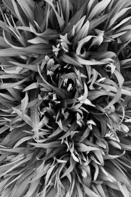 Hemerocallis fulva (Gelbrote Taglilie) aus der Serie &quot;Botanica&quot; (2022) / Natur  Fotografie von Fotograf René Greiner Fotografie ★3 | STRKNG