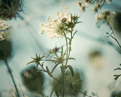 Wilde Möhre / Stimmungen  Fotografie von Fotograf Falko Matte ★10 | STRKNG