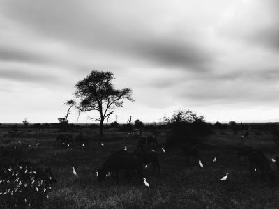 Nature  photography by Photographer zouu_p | STRKNG