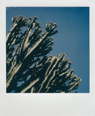 Cactus Ascending / Instant-Film  Fotografie von Fotografin Bret Watkins ★1 | STRKNG