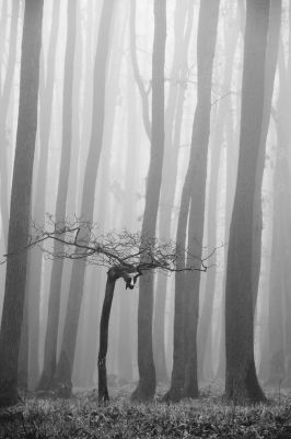 The Crown / Schwarz-weiss  Fotografie von Fotograf Tomáš Hudolin ★2 | STRKNG