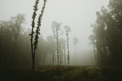 In the forest again / Stimmungen  Fotografie von Fotograf Tomáš Hudolin ★2 | STRKNG