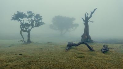 Ancient relict laurisilva forest / Landscapes  photography by Photographer Y. Adrian | STRKNG