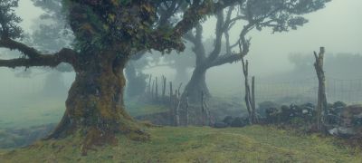 Ancient relict laurisilva forest / Landscapes  Fotografie von Fotograf Y. Adrian | STRKNG