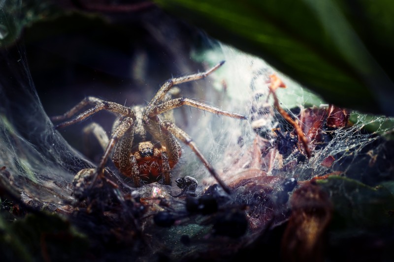 luring in the cave - &copy; Patrick Illhardt | Makro