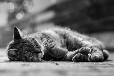 Chilling in the sun / Animals  photography by Photographer Patrick Illhardt ★2 | STRKNG