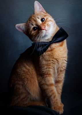 der gefliegelte Kater / Tiere  Fotografie von Fotograf Patrick Illhardt ★2 | STRKNG