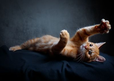 Keks being playful / Tiere  Fotografie von Fotograf Patrick Illhardt ★2 | STRKNG