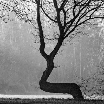 tree with kink / Schwarz-weiss  Fotografie von Fotograf Franz Hering | STRKNG