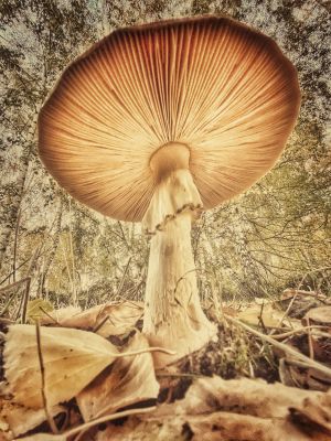 Mushrooms in the Woods in Autumn / Makro  Fotografie von Fotograf Markus-N | STRKNG