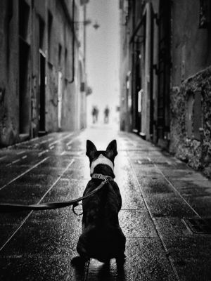 Streetdog / Street  Fotografie von Fotograf Superkarsti ★1 | STRKNG