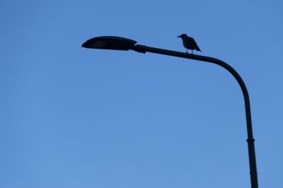 Crow / Street  photography by Photographer Storvandre Photography ★2 | STRKNG