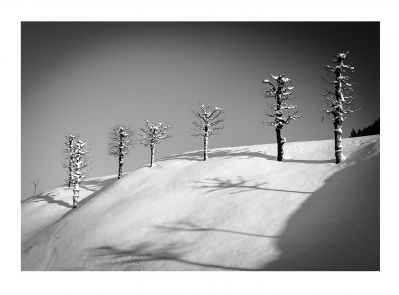 kleiner Winterwald - small winter forest / Landscapes  Fotografie von Fotograf Frank Gürtler ★2 | STRKNG