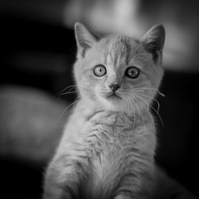 barny / Tiere  Fotografie von Fotografin Sanna Dimario ★2 | STRKNG