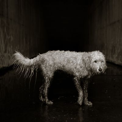 juna / Tiere  Fotografie von Fotografin Sanna Dimario ★2 | STRKNG