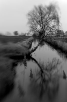 Die Birke / Schwarz-weiss  Fotografie von Fotograf Martin Schweitzer ★2 | STRKNG