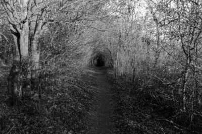 Winterwald / Black and White  photography by Photographer Martin Schweitzer ★2 | STRKNG