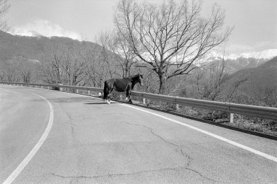 Tiere  Fotografie von Fotografin Giulia Galeno ★2 | STRKNG