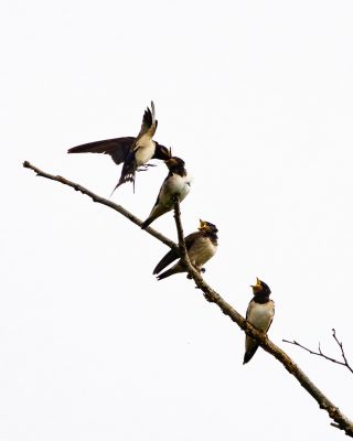 feeding time / Natur  Fotografie von Fotograf Danny Tangermann ★1 | STRKNG