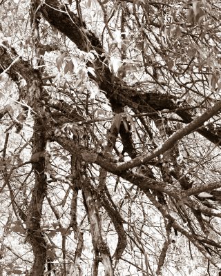 sacred grove II / Natur  Fotografie von Fotograf Danny Tangermann ★1 | STRKNG