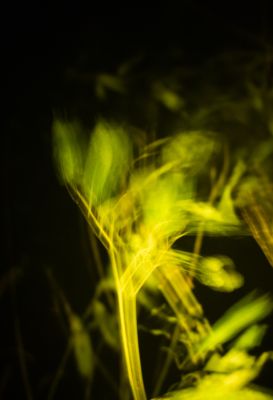 rage against the dying of the light / Abstract  photography by Photographer Danny Tangermann ★1 | STRKNG