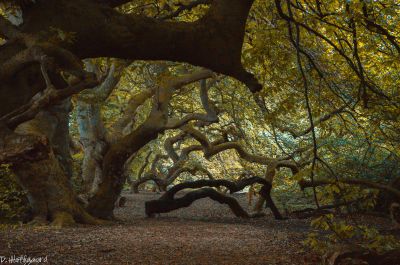 Die grüne Hölle / Landscapes  Fotografie von Fotografin d.hoffgaard-photography ★1 | STRKNG