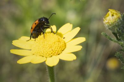 Tiere  Fotografie von Fotograf bertrand bigo | STRKNG